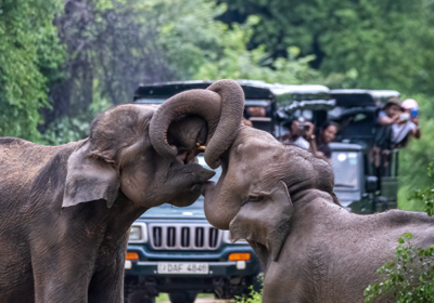 🐘 Wildlife & Nature “The Ultimate Guide to Sri Lanka’s Most Spectacular Wildlife Encounters”
